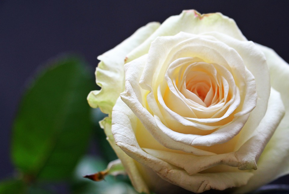 rose-1452068_960_720